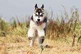 SIBERIAN HUSKY 120